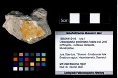 Foto (Objekt + Etikett) von Cracensigillatus gracilirostrus (Robins et al., 2013)  (NHMW-GEO-1990-0041-2493)